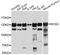 Minichromosome Maintenance Complex Component 2 antibody, STJ24523, St John