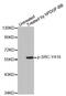 SRC Proto-Oncogene, Non-Receptor Tyrosine Kinase antibody, abx000499, Abbexa, Western Blot image 