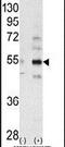STE20 Related Adaptor Beta antibody, PA5-13899, Invitrogen Antibodies, Western Blot image 