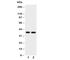 MCL1 Apoptosis Regulator, BCL2 Family Member antibody, R30576, NSJ Bioreagents, Western Blot image 