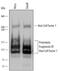 Host Cell Factor C1 antibody, AF6254, R&D Systems, Western Blot image 
