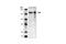 TEK Receptor Tyrosine Kinase antibody, 4224S, Cell Signaling Technology, Western Blot image 