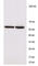 T-Box 21 antibody, 644802, BioLegend, Immunocytochemistry image 