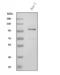 Toll Like Receptor 8 antibody, A01541-4, Boster Biological Technology, Western Blot image 