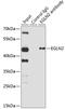 Egl-9 Family Hypoxia Inducible Factor 2 antibody, GTX64646, GeneTex, Immunoprecipitation image 