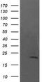 NFKB Inhibitor Interacting Ras Like 1 antibody, LS-C174360, Lifespan Biosciences, Western Blot image 