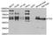 Thymine DNA Glycosylase antibody, TA332890, Origene, Western Blot image 