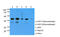 GIPC PDZ Domain Containing Family Member 2 antibody, MBS200248, MyBioSource, Western Blot image 