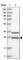 ETHE1 Persulfide Dioxygenase antibody, HPA029028, Atlas Antibodies, Western Blot image 