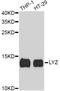 Lysozyme antibody, abx126965, Abbexa, Western Blot image 