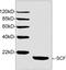 KIT Ligand antibody, LS-C203231, Lifespan Biosciences, Western Blot image 