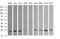 RAB30, Member RAS Oncogene Family antibody, MA5-26111, Invitrogen Antibodies, Western Blot image 