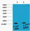 Histone H3 antibody, STJ96990, St John