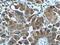 ARSA antibody, 66346-1-Ig, Proteintech Group, Immunohistochemistry frozen image 