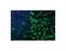 Lamin A/C antibody, LS-C82328, Lifespan Biosciences, Immunohistochemistry paraffin image 