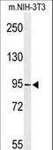 TATA-Box Binding Protein Associated Factor 3 antibody, LS-C161689, Lifespan Biosciences, Western Blot image 