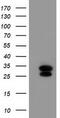 ES Cell Expressed Ras antibody, TA503753, Origene, Western Blot image 