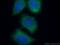 TNF Receptor Associated Factor 4 antibody, 66755-1-Ig, Proteintech Group, Immunofluorescence image 