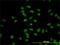 Cytidine Monophosphate N-Acetylneuraminic Acid Synthetase antibody, H00055907-M01, Novus Biologicals, Immunocytochemistry image 
