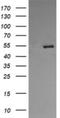 Protein Disulfide Isomerase Family A Member 3 antibody, NBP2-46369, Novus Biologicals, Western Blot image 