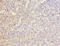 Frizzled Related Protein antibody, orb39739, Biorbyt, Immunohistochemistry paraffin image 