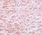 Caudal Type Homeobox 2 antibody, 5595, ProSci, Immunohistochemistry paraffin image 