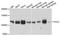 Vav Guanine Nucleotide Exchange Factor 2 antibody, A9483, ABclonal Technology, Western Blot image 