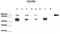 DGCR8 Microprocessor Complex Subunit antibody, TA343916, Origene, Western Blot image 