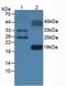 Fms Related Tyrosine Kinase 3 Ligand antibody, abx131037, Abbexa, Western Blot image 