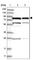 Polyribonucleotide Nucleotidyltransferase 1 antibody, HPA034602, Atlas Antibodies, Western Blot image 