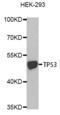 p53 antibody, abx000089, Abbexa, Western Blot image 