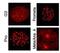 Epithelial Splicing Regulatory Protein 2 antibody, orb345206, Biorbyt, Immunohistochemistry paraffin image 