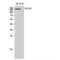 Collagen Type IV Alpha 2 Chain antibody, LS-C382808, Lifespan Biosciences, Western Blot image 