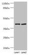NudC Domain Containing 3 antibody, LS-C378043, Lifespan Biosciences, Western Blot image 