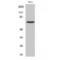 Frizzled Class Receptor 1 antibody, LS-C383564, Lifespan Biosciences, Western Blot image 