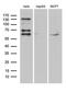 Far upstream element-binding protein 3 antibody, LS-C796303, Lifespan Biosciences, Western Blot image 