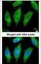 Serine/Threonine Kinase 24 antibody, PA5-22269, Invitrogen Antibodies, Immunofluorescence image 