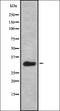 mDAPP1 antibody, orb378240, Biorbyt, Western Blot image 