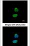 Cyclin A2 antibody, PA5-34682, Invitrogen Antibodies, Immunofluorescence image 