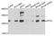 Metaxin 2 antibody, PA5-76310, Invitrogen Antibodies, Western Blot image 
