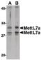 Methyltransferase Like 7A antibody, PA5-20636, Invitrogen Antibodies, Western Blot image 