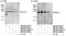 B-TFIID TATA-Box Binding Protein Associated Factor 1 antibody, NB100-57503, Novus Biologicals, Immunoprecipitation image 