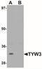 TRNA-YW Synthesizing Protein 3 Homolog antibody, NBP1-76584, Novus Biologicals, Western Blot image 