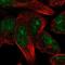 Tripartite Motif Containing 72 antibody, NBP1-86000, Novus Biologicals, Immunofluorescence image 