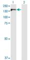 IQ Motif Containing GTPase Activating Protein 3 antibody, H00128239-M01, Novus Biologicals, Western Blot image 