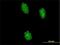 Ubiquitin Like With PHD And Ring Finger Domains 2 antibody, H00115426-M01, Novus Biologicals, Immunofluorescence image 