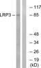 LDL Receptor Related Protein 3 antibody, GTX87605, GeneTex, Western Blot image 