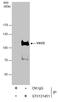 Vav Guanine Nucleotide Exchange Factor 2 antibody, GTX131451, GeneTex, Immunoprecipitation image 