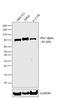 Protein Kinase C Alpha antibody, PA5-17551, Invitrogen Antibodies, Western Blot image 