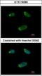 G Protein Subunit Alpha 15 antibody, GTX118385, GeneTex, Immunofluorescence image 